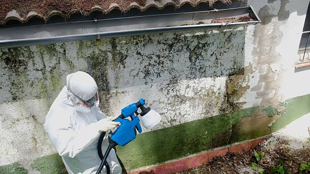 Trusted Bathroom Mold Removal service in Wallington, NJ - Cheap Mold Removal